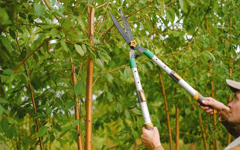 Tree trimming in Hammondsport, NY